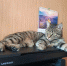 кот лежит на принтере - UstLabInfo.Ru